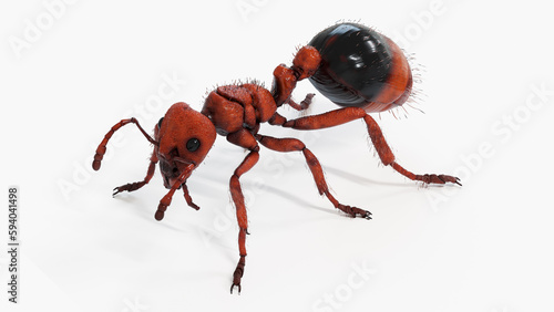 3d illustration of a red ant photo