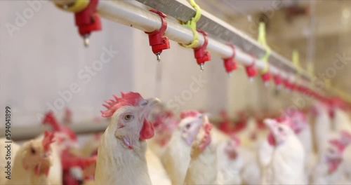 Chicken farm, eggs and poultry production. chickens drink water and eat. Gimbal shot, close up indoors footage, slow motion photo