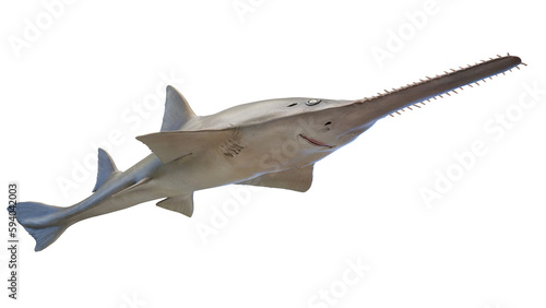 3d illustration of a sawfish