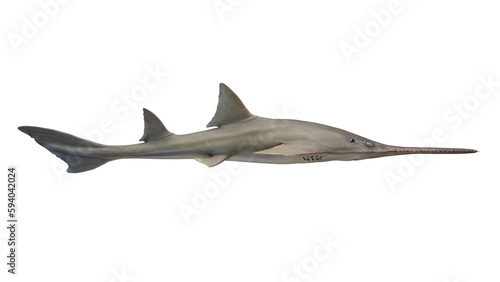 3d illustration of a sawfish photo