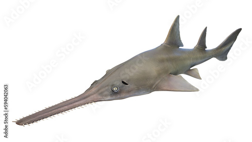 3d illustration of a sawfish