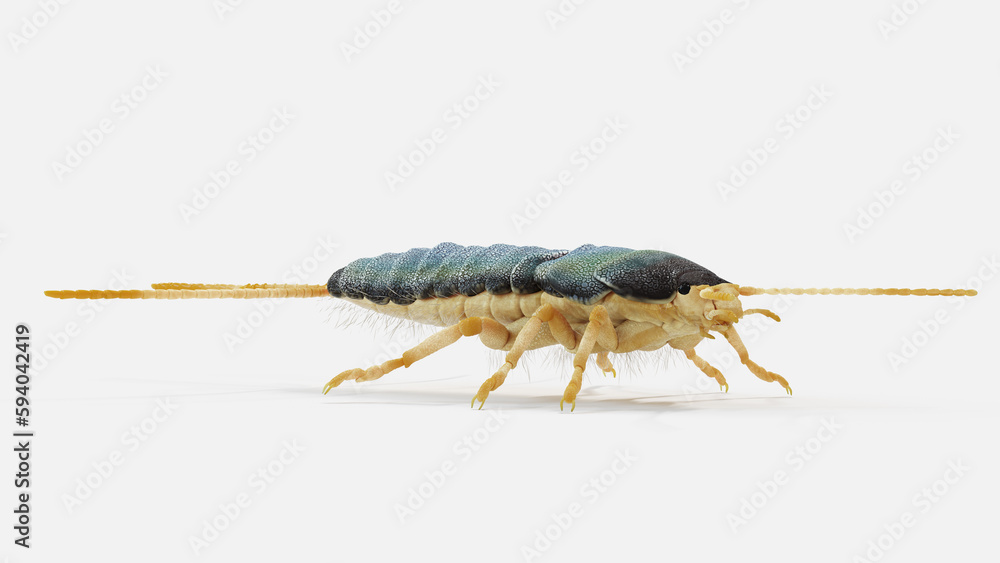 3d illustration of a silverfish 3d illustration of a silverfish
