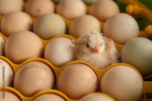 The first day of a chicken just hatched from a little farm incubator. First day of a chicken. Chicken hatching from egg. photo