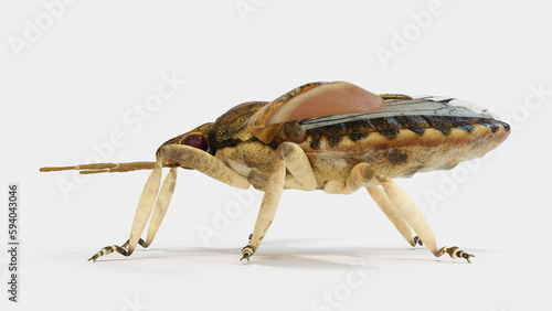 3d illustration of a stink bug photo