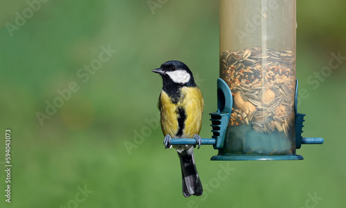 Cute wild eurasian great tit (Parus major) eating peanuts from a bird feeder. Image with space for text. Small and common garden bird with natural green background. Attracting birds to garden.