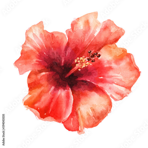 Big bright red exotic Hibiscus flower, or Chinese rose. Hand drawn watercolor illustration, isolated on white background
