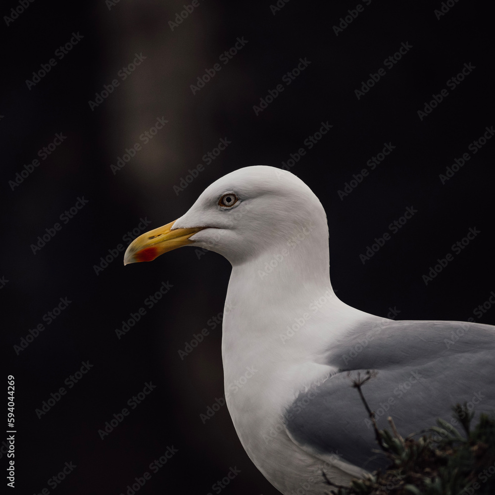 Gull