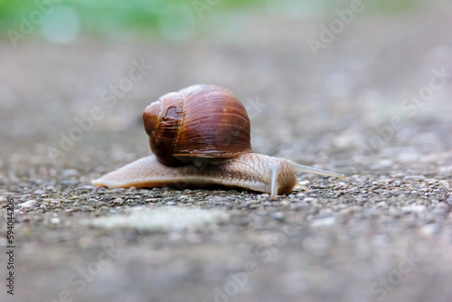 A snail crawls on ground from left to right on a spring morning in Siebenbrunn near Augsburg, Germany