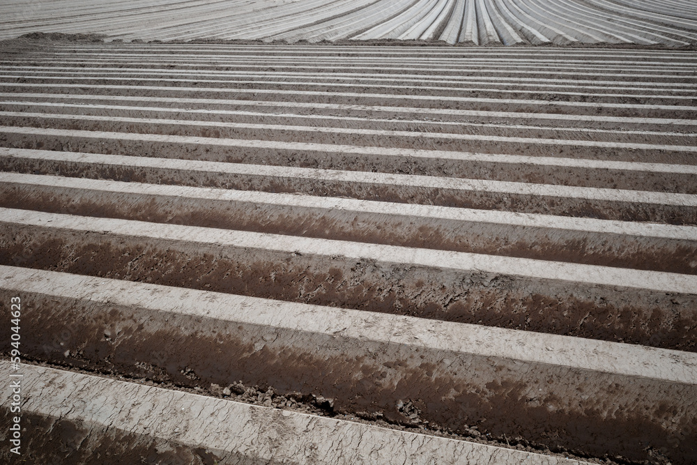Row of soil mound, preparing soil for Agricultural field to grow plant. Row of soil mound, preparing soil for Agricultural field to grow plant.