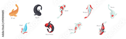 Different Koi Fish Swimming View From Above Vector Set