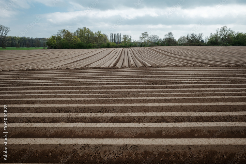 Row of soil mound, preparing soil for Agricultural field to grow plant.