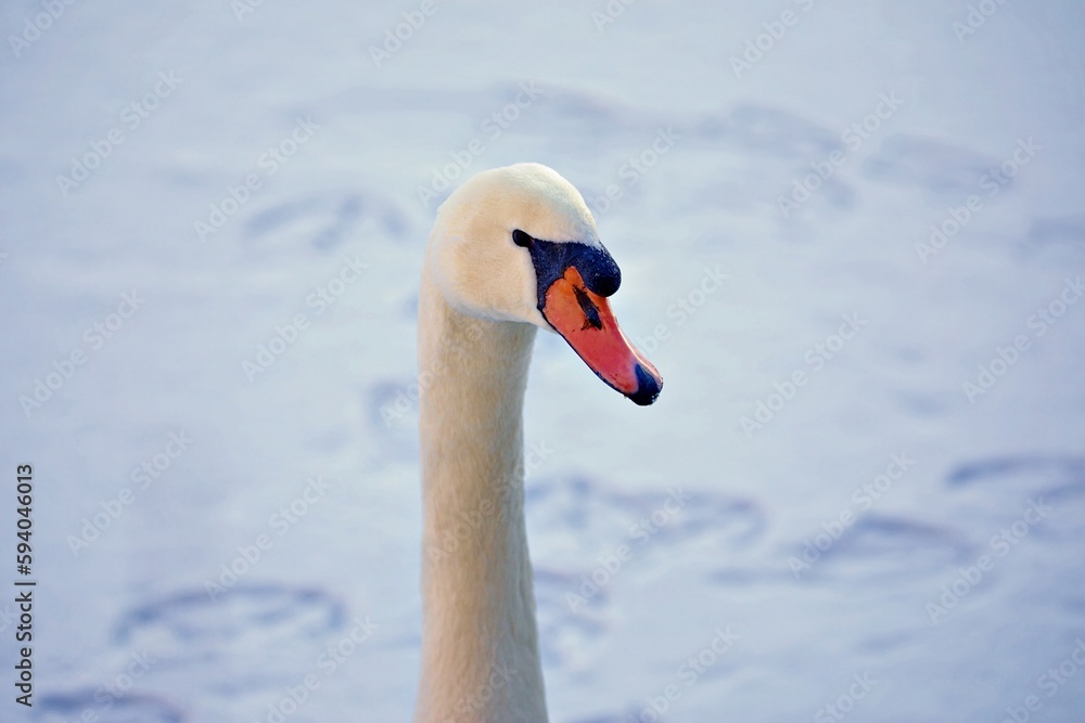 Fototapeta premium Schwan im Winter