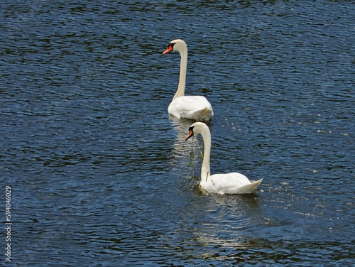 Zwei Schw  ne auf See