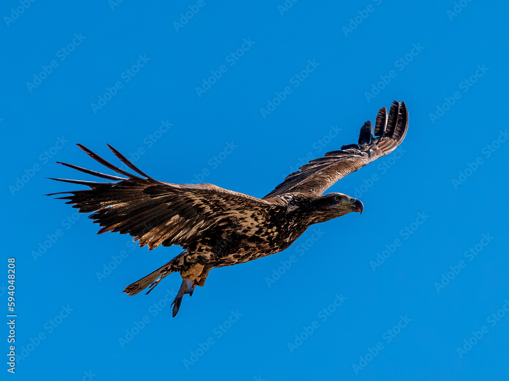 Fototapeta premium Juvenile American Bald Eagle in Flight