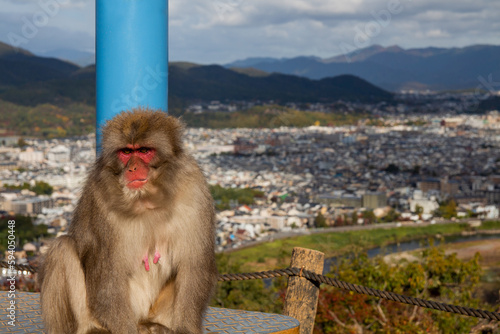 a japanese macaque monkey posing with a cityscape behind her in Arashiyama © Se.eS