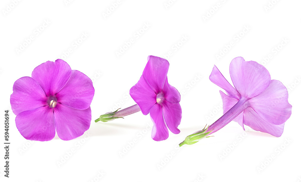 Obraz premium Blossoming pink phlox flowers isolated on a white background