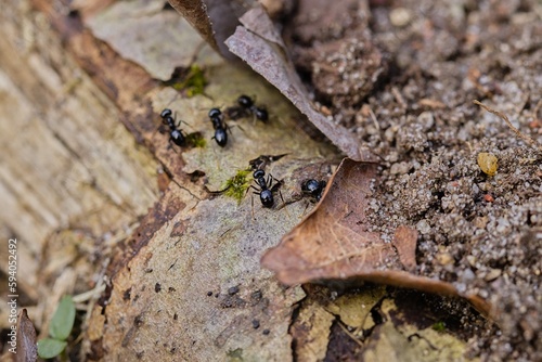 Black ants walking on an old tree trunk in the forest.