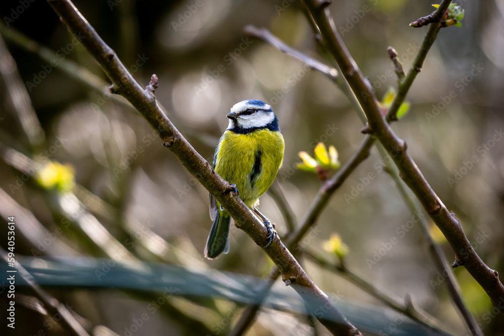 Fototapeta premium A cyanistes caeruleus, commonly known as a blue tit, perched in an apple tree in springtime