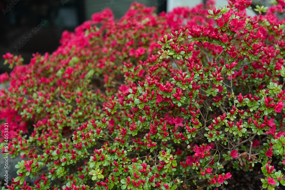 Bush of new flowering red Weigela in the garden Bush of new flowering red Weigela in the garden