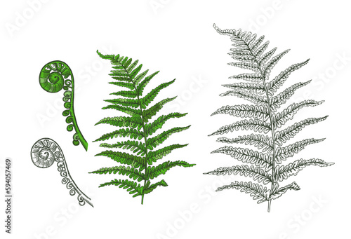Logo fern object. Fern leaves set. Vector illustration