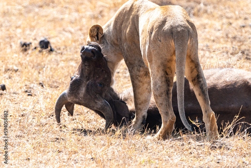 Lion chews on and eats the neck of a cape buffalo it just killed in Nairobi National Park Kenya