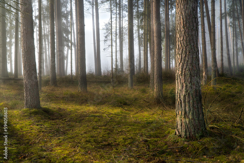 las we mgle © Marek