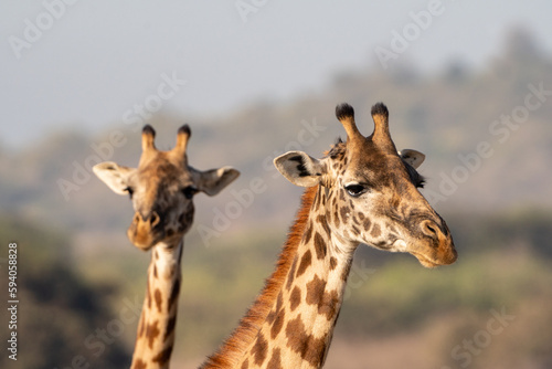 Portrait of two giraffes (one defocused) in Nairobi National Park. Head only © MelissaMN
