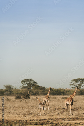 Giraffes in Nariboi National Park  with the city skyline in the background on a hazy day