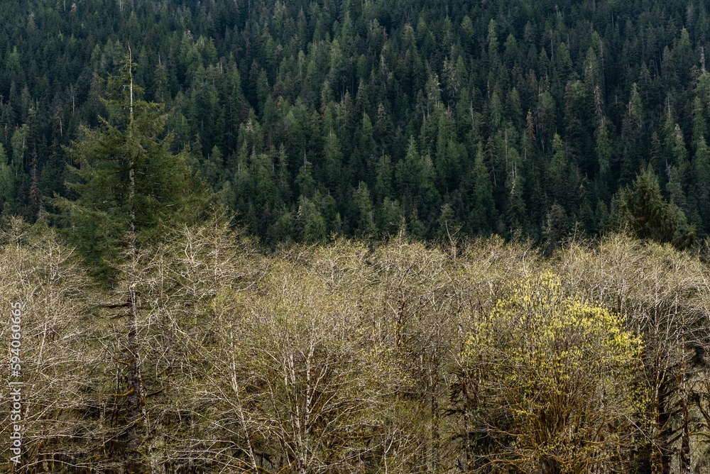 Scenic view of forested hill with autumn leafless trees under cloudy sky Scenic view of forested hill with autumn leafless trees under cloudy sky
