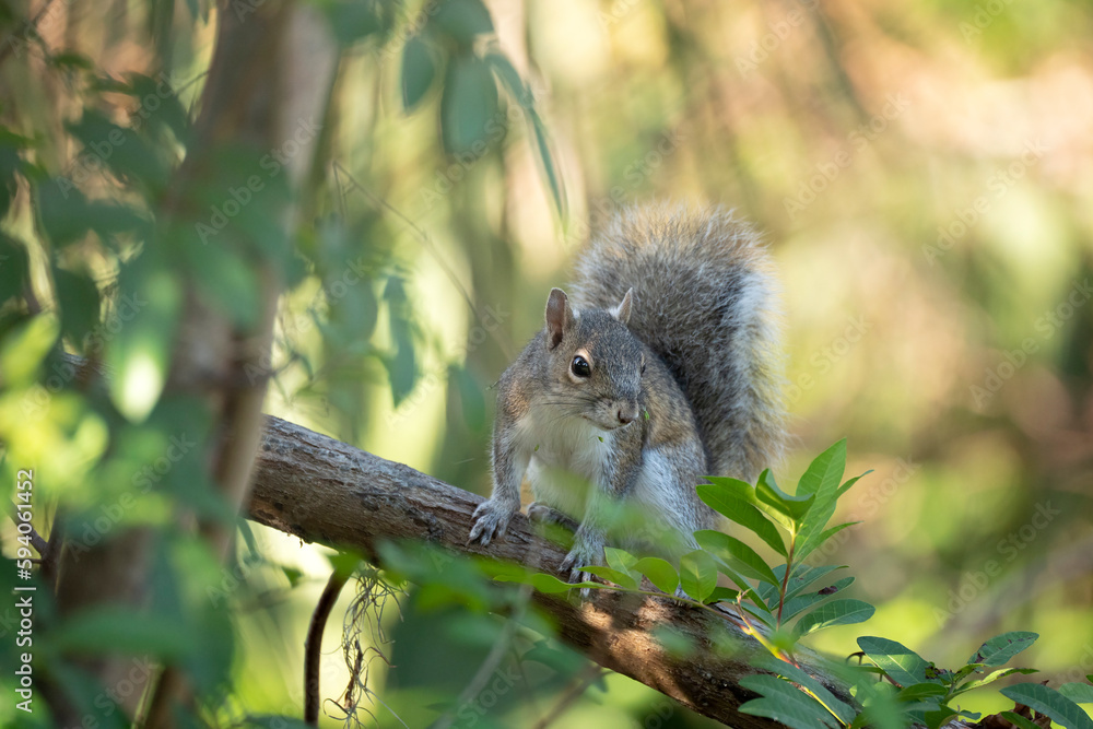 Beautiful wild gray squirrel in Florida shrubs Beautiful wild gray squirrel in Florida shrubs