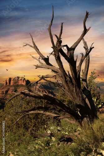 Vertical shot of a weathered tree on the background of the mesmerizing sunset in Sedona