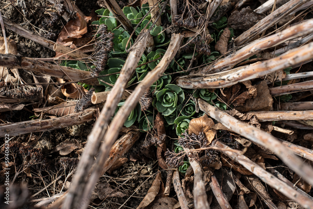 fresh sprouts of sedum plants between dry stems