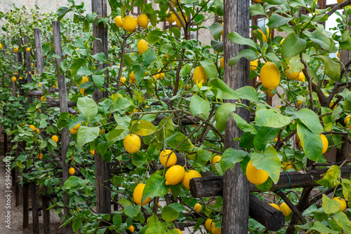 Lemon trees garden with growing yellow lemons in Limone sul Garda
