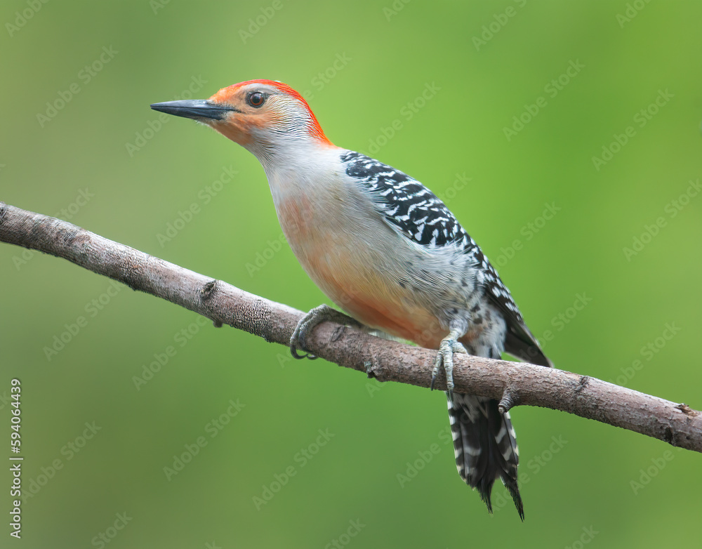 Red bellied perched woodpecker