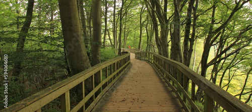 Gangplank in a green beech forest at Moens Klint, Denmark. photo