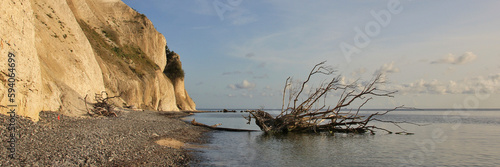 Tree fallen of Moens Klint, limestone cliff in Denmark. photo