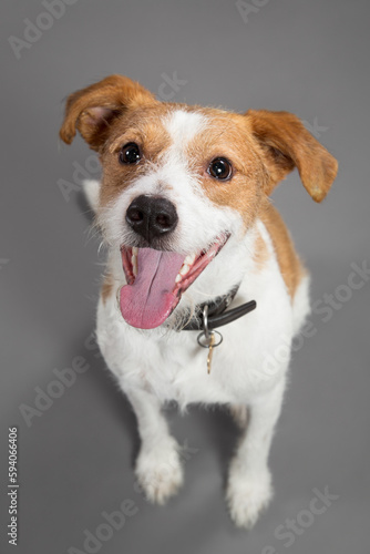 cute jack russell type mixed breed dog wearing a bow tie sitting in the studio on a grey background looking up at the camera