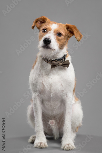cute jack russell type mixed breed dog wearing a bow tie sitting in the studio on a grey background © Oszkár Dániel Gáti