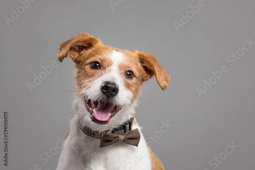 cute jack russell type mixed breed dog close up portrait in the studio on a grey background photo