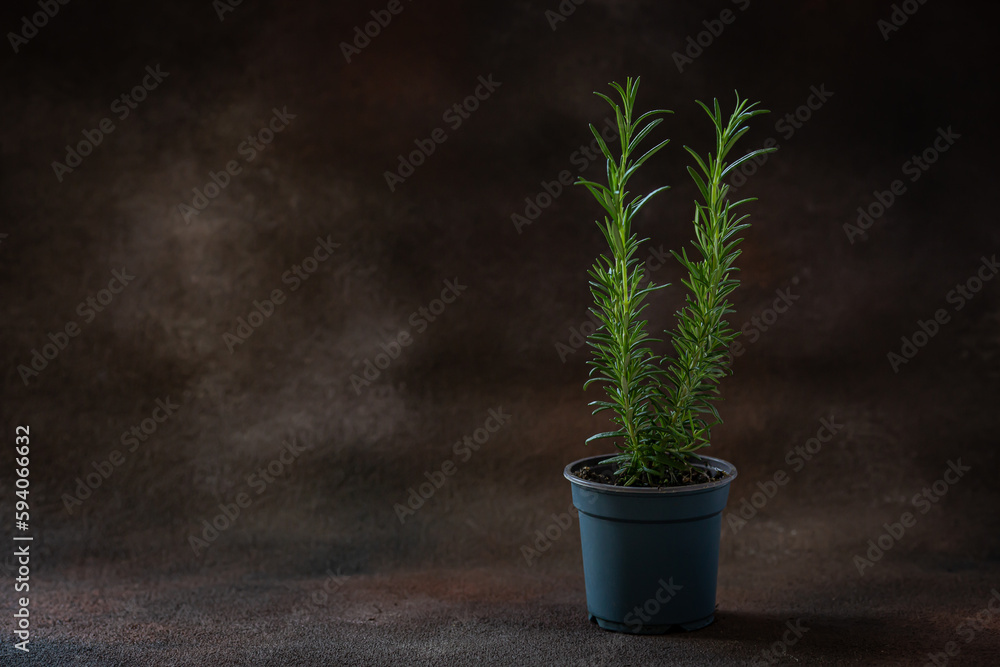 Pot with fresh rosemary on dark brown blurred background Pot with fresh rosemary on dark brown blurred background