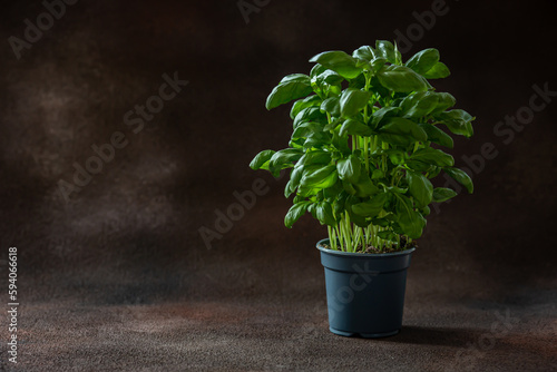 Fresh basil a pot on dark brown blurred background