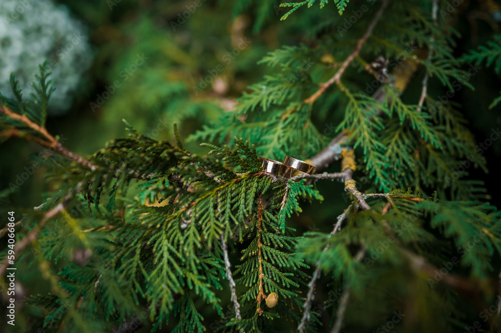 Two golden wedding rings on green thuja branches Two golden wedding rings on green thuja branches
