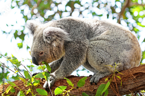 Fototapeta Naklejka Na Ścianę i Meble -  Koala Bear Feeding on eucalyptus tree outdoor. Sydney, Australia