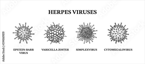 Herpes viruses. Hand drawn set of microorganisms. Scientific vector illustration in sketch style.