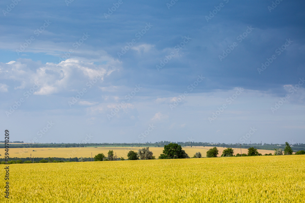 A fields of ripe wheat, ready for harvest. Typical summertime landscape in Ukraine. Concept theme: Food security. Agricultural. Farming. Food production. Dnipro city outskirts. A fields of ripe wheat, ready for harvest. Typical summertime landscape in Ukraine. Concept theme: Food security. Agricultural. Farming. Food production. Dnipro city outskirts.