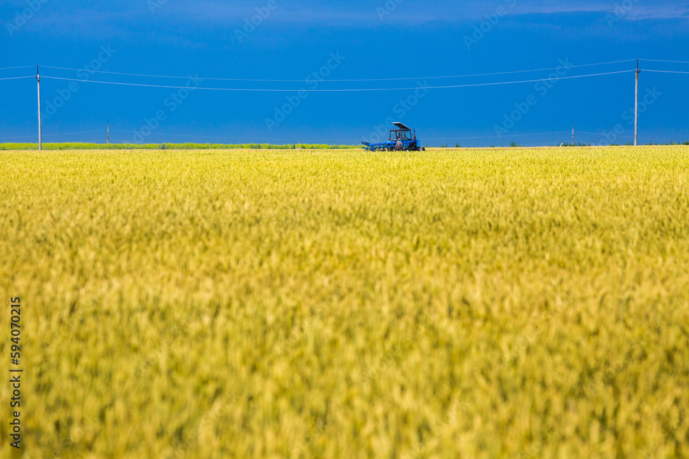 A fields of ripe wheat, ready for harvest. Typical summertime landscape in Ukraine. Concept theme: Food security. Agricultural. Farming. Food production. Somewhere in center of Ukraine. A fields of ripe wheat, ready for harvest. Typical summertime landscape in Ukraine. Concept theme: Food security. Agricultural. Farming. Food production. Somewhere in center of Ukraine.
