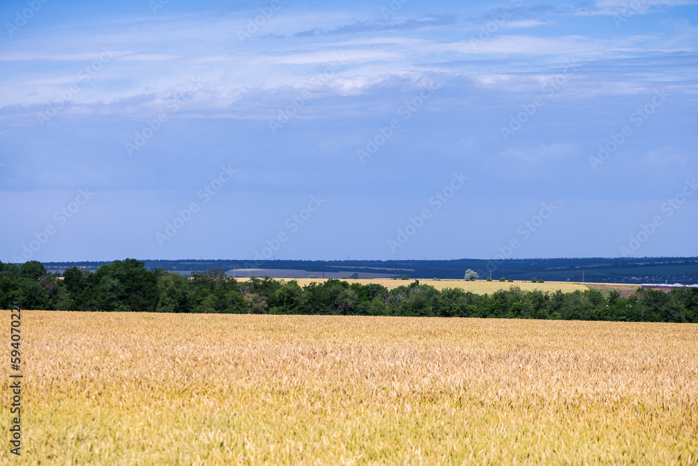 A fields of ripe wheat, ready for harvest. Typical summertime landscape in Ukraine. Concept theme: Food security. Agricultural. Farming. Food production. Dnipro city outskirts. A fields of ripe wheat, ready for harvest. Typical summertime landscape in Ukraine. Concept theme: Food security. Agricultural. Farming. Food production. Dnipro city outskirts.