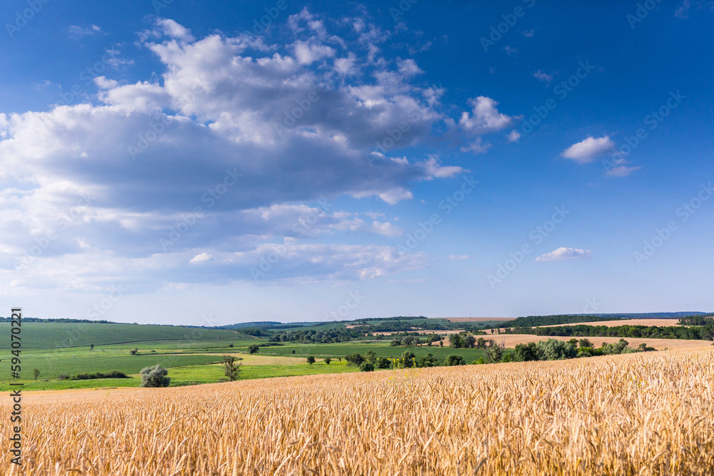 A fields of ripe wheat, ready for harvest. Typical summertime landscape in Ukraine. Concept theme: Food security. Agricultural. Farming. Food production. Somewhere in center of Ukraine.