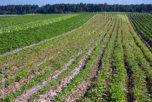 Farm fields on the slopes of the hills are planted with carrots. The culture grows well after sowing, has good healthy leaves, root crop. The summer in the west of Ukraine in the Lviv region.
