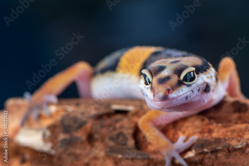 Bild auf Leinwand The leopard gecko or common leopard gecko Eublepharis macularius is a ground dwe